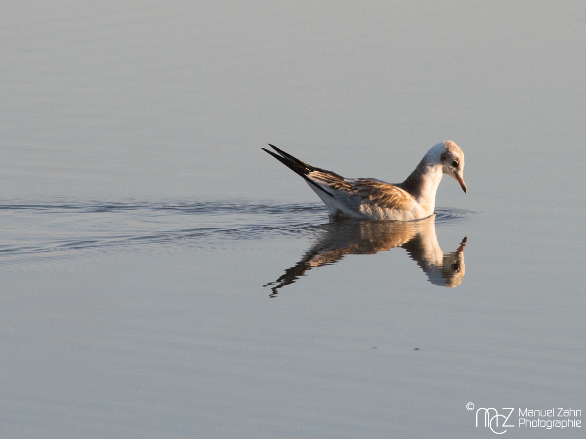 Lachmoewe im JK - Chroicocephalus ridibundus - Black-headed Gull 02