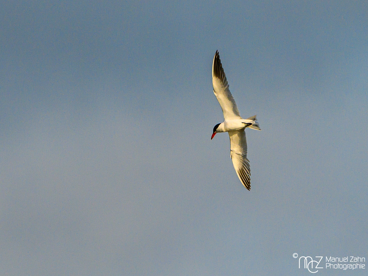 Raubseeschwalbe - Hydroprogne caspia - Caspian Tern 1