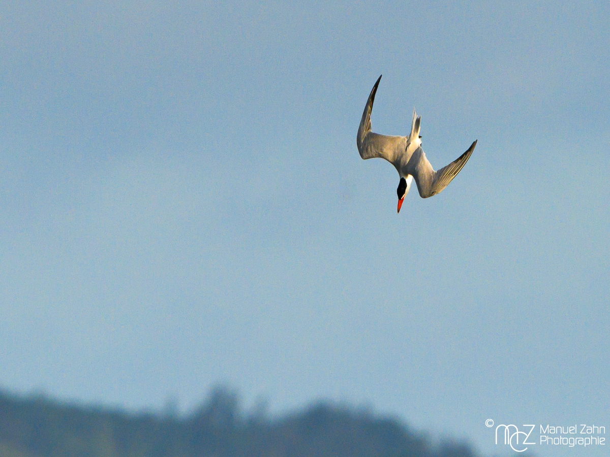 Raubseeschwalbe - Hydroprogne caspia - Caspian Tern 2