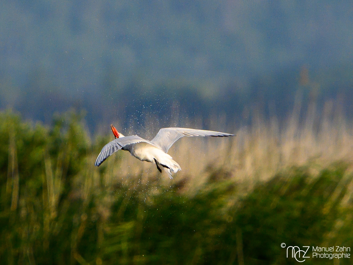 Raubseeschwalbe - Hydroprogne caspia - Caspian Tern 5