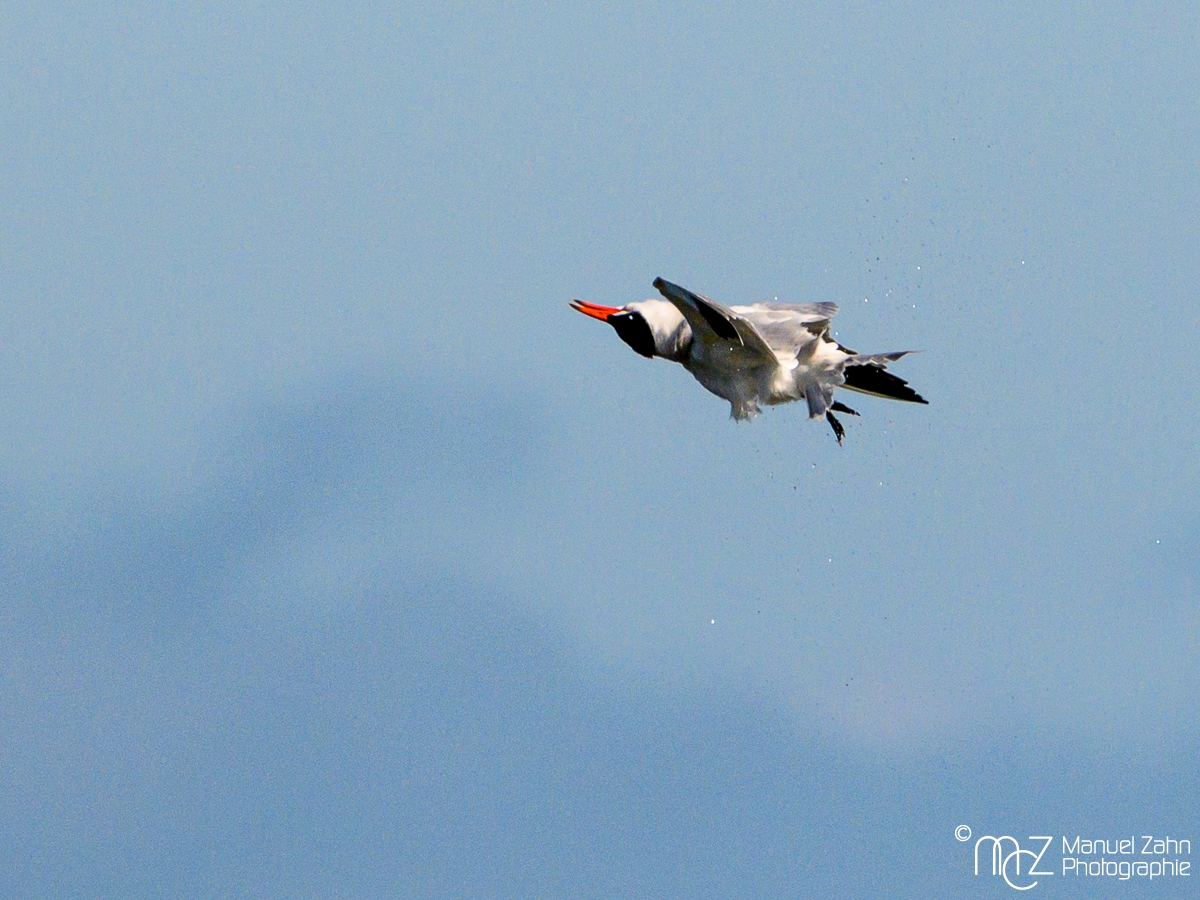 Raubseeschwalbe - Hydroprogne caspia - Caspian Tern    