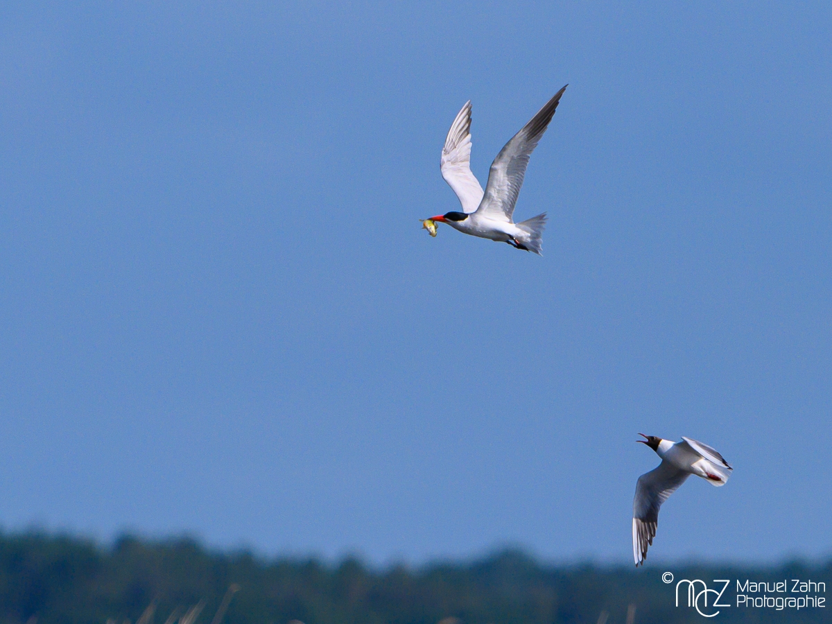 Raubseeschwalbe mit Fisch - Hydroprogne caspia - Caspian Tern - Lachmöve - Chroicocephalus ridibundus - Black-headed Gull
