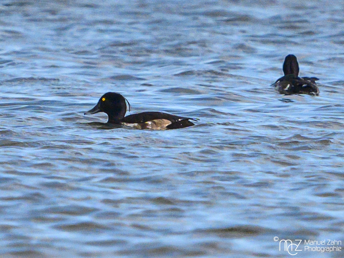 Reiherente - Aythya fuligula - Tufted Duck