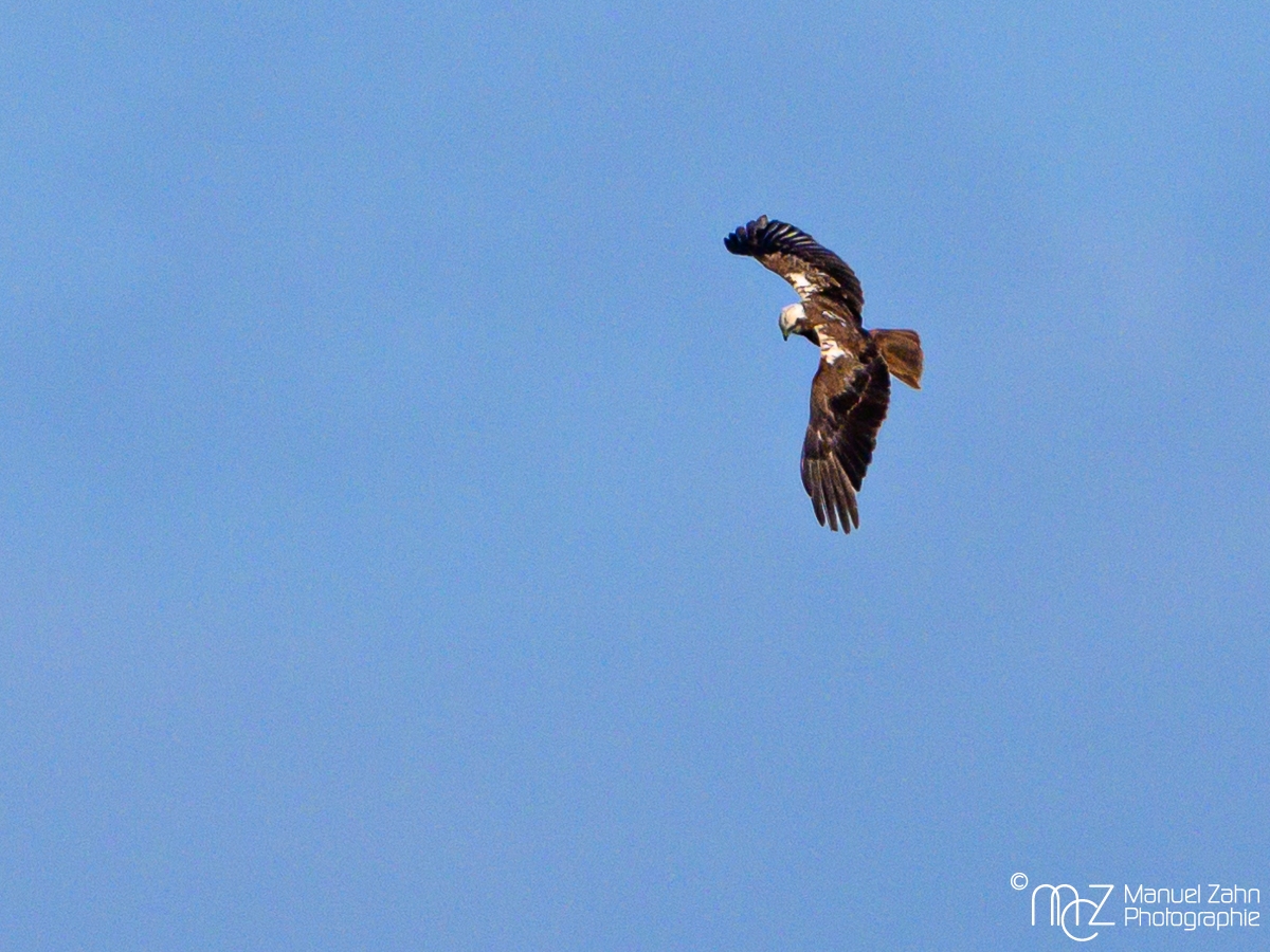 Rohrweihe, weiblich - Circus aeruginosus - Western Marsh Harrier
